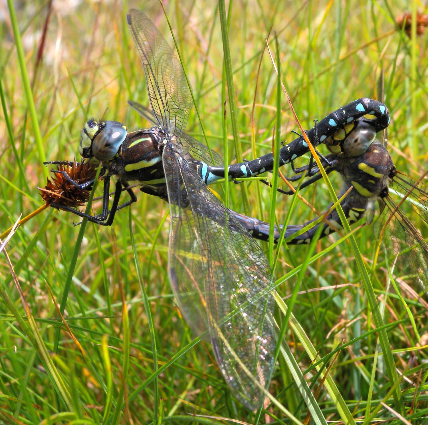 Aeshna juncea